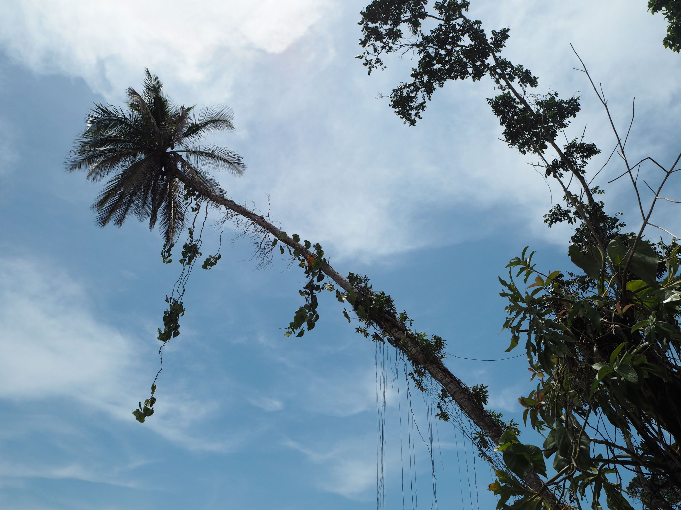 Palm trees and blue skies